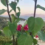 Bougainvillea spp. Habitat