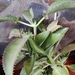 Kalanchoe ceratophylla Liść