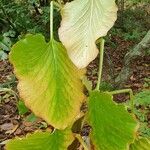 Cardiocrinum giganteum 葉