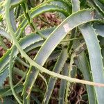 Aloe arborescens Folha