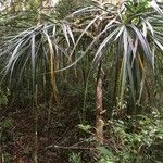 Pandanus variabilis Habit