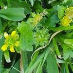 Ranunculus muricatus Blomma