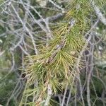 Larix occidentalis Leaf