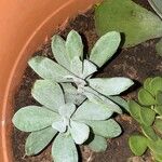 Cotyledon orbiculata عادت