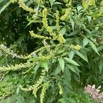 Vitex negundo Blomma