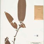 Iryanthera coriacea Leaf