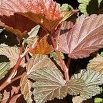 Physocarpus opulifolius Leaf