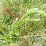 Lycopodium clavatum Blad