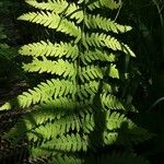 Thelypteris palustris Leaf