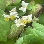 Epimedium × versicolor Cvet