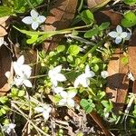 Houstonia micrantha Flower