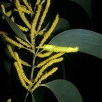 Acacia mangium Кветка