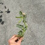 Vicia hybrida Leaf
