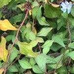 Ceratostigma willmottianum Blatt