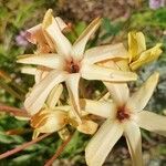 Ixia paniculata 花