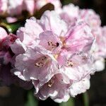 Rhododendron fulvum Квітка