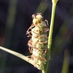 Carex tomentosa Fruit