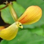 Begonia prismatocarpa Kukka