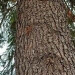 Pseudotsuga menziesii Kéreg/szár