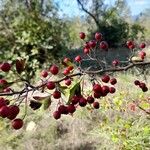 Crataegus monogynaFruit