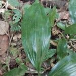 Calanthe madagascariensis Hoja