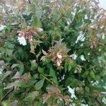 Abelia x grandiflora Folha