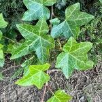 Hedera hibernica Hostoa