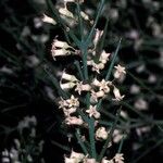 Colletia spinosissima 花