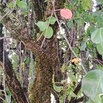 Pyrus calleryana Corteza