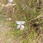 Oenothera gauraBlomma