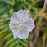 Geranium sylvaticum Flower
