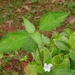 Ruellia prostrata 葉