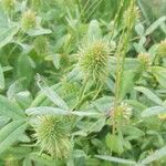 Trifolium squarrosum Folha