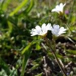 Cerastium arvense Habitus