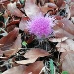 Carlina gummiferaFlower