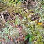 Asplenium cuneatum Leaf