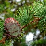 Larix kaempferi Ffrwyth