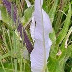 Cirsium heterophyllum Leht