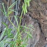 Crotalaria lanceolata Hoja