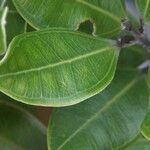 Rhodamnia andromedoides Leaf