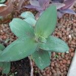 Tradescantia brevifolia Blatt