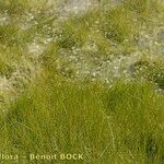 Isoetes setacea Pokrój