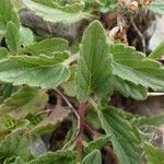 Scutellaria alpina Habit