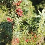 Juniperus oxycedrus葉