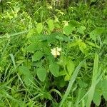 Lathyrus ochroleucus Ліст