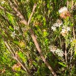 Calytrix tetragona Bark