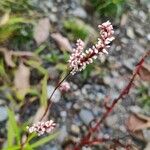 Persicaria decipiens 葉