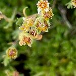 Saxifraga exarata Flor