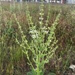 Salvia argentea Hábitos
