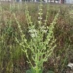 Salvia argentea Агульны выгляд